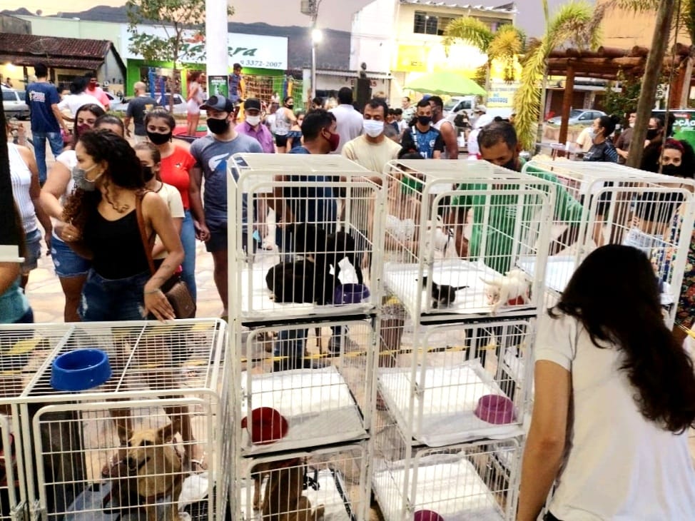 REALIZADA A 5ª FEIRA DE ADOÇÃO DE CÃES E GATOS EM GOIÁS