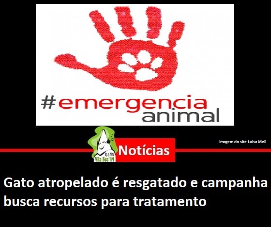 ​Gato atropelado é resgatado e campanha busca recursos para tratamento